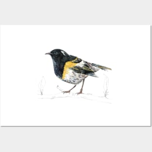 Mr Hihi, New Zealand native bird Posters and Art